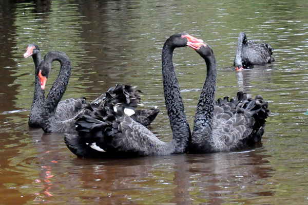 Black Australian Swans